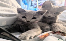 Russian Blue cats for sale: RB kittens Pedigree London  - Image 8