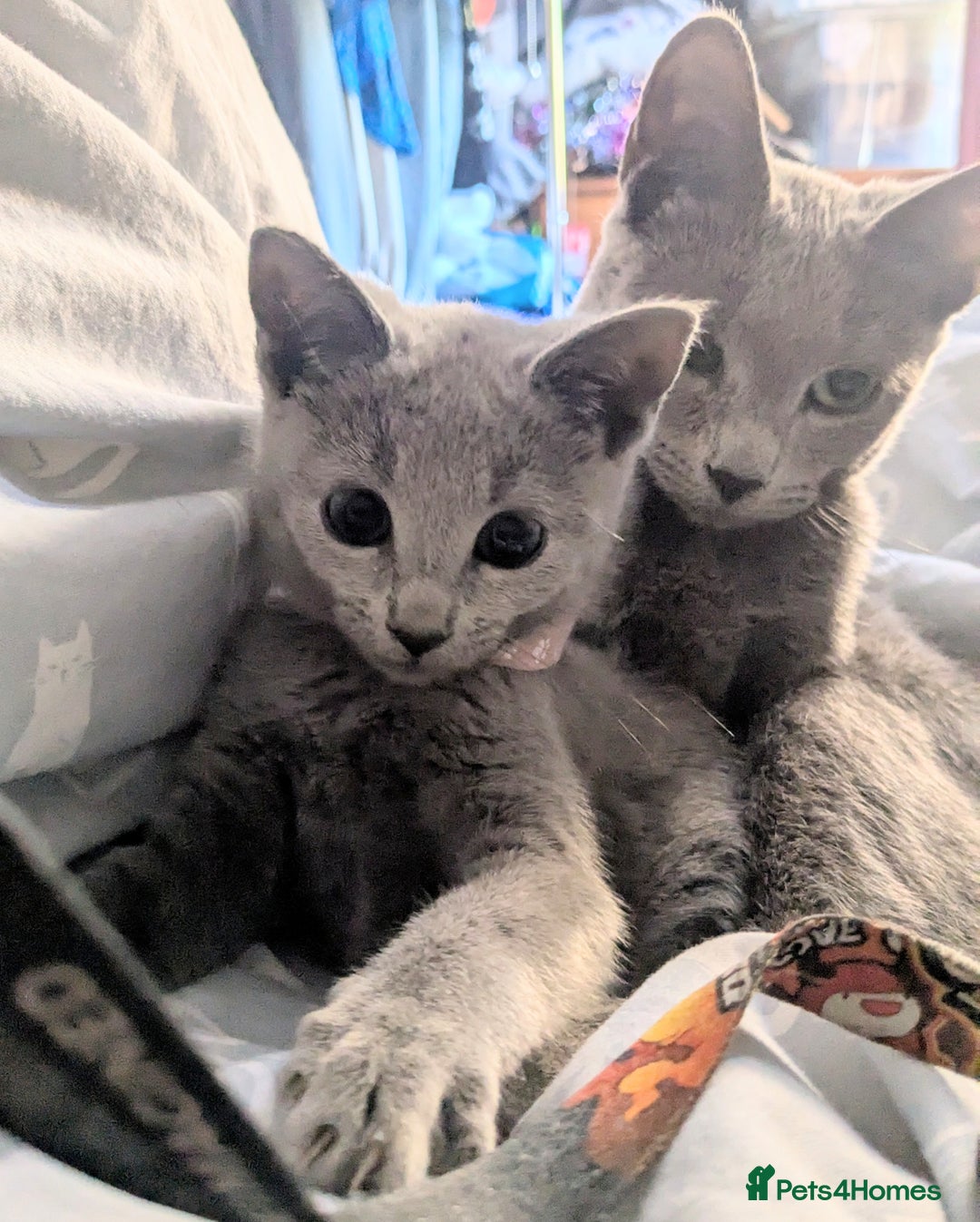 Russian Blue cats for sale: RB kittens Pedigree London  - Image 8