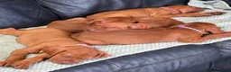 Hungarian Vizsla dogs for sale: Gorgeous Hungarian Vizsla puppies  - Advert 2