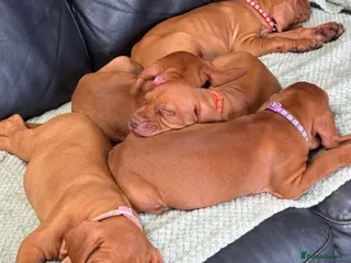 Hungarian Vizsla dogs Gorgeous Hungarian Vizsla puppies - Advert 3