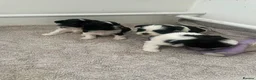 Shih Tzu dogs for sale: Imperial Shihtzu Puppies - Advert 13