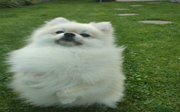 Pomeranian dogs for stud: Cream Pomeranian Stud Bersy in Preston - Image 4
