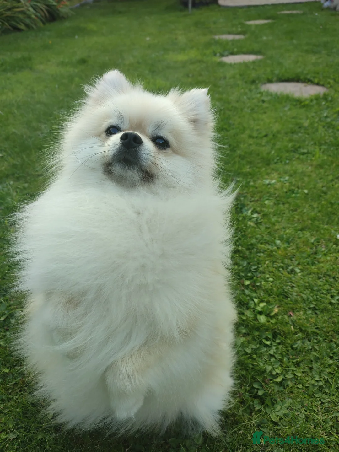 Pomeranian dogs for stud: Cream Pomeranian Stud Bersy in Preston - Advert 4