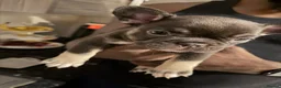 French Bulldog dogs for sale: 8 Beautiful French Bulldog Pups – 5 Girls & 3 Boys in Huddersfield - Advert 5