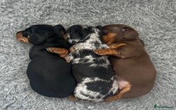 Miniature Dachshund dogs for sale: Gorgeous KC Miniature Dachshunds  - Image 10