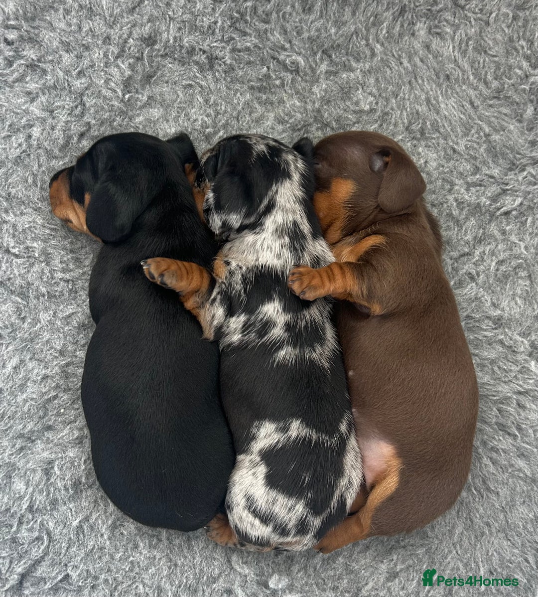 Miniature Dachshund dogs for sale: Gorgeous KC Miniature Dachshunds  - Image 10