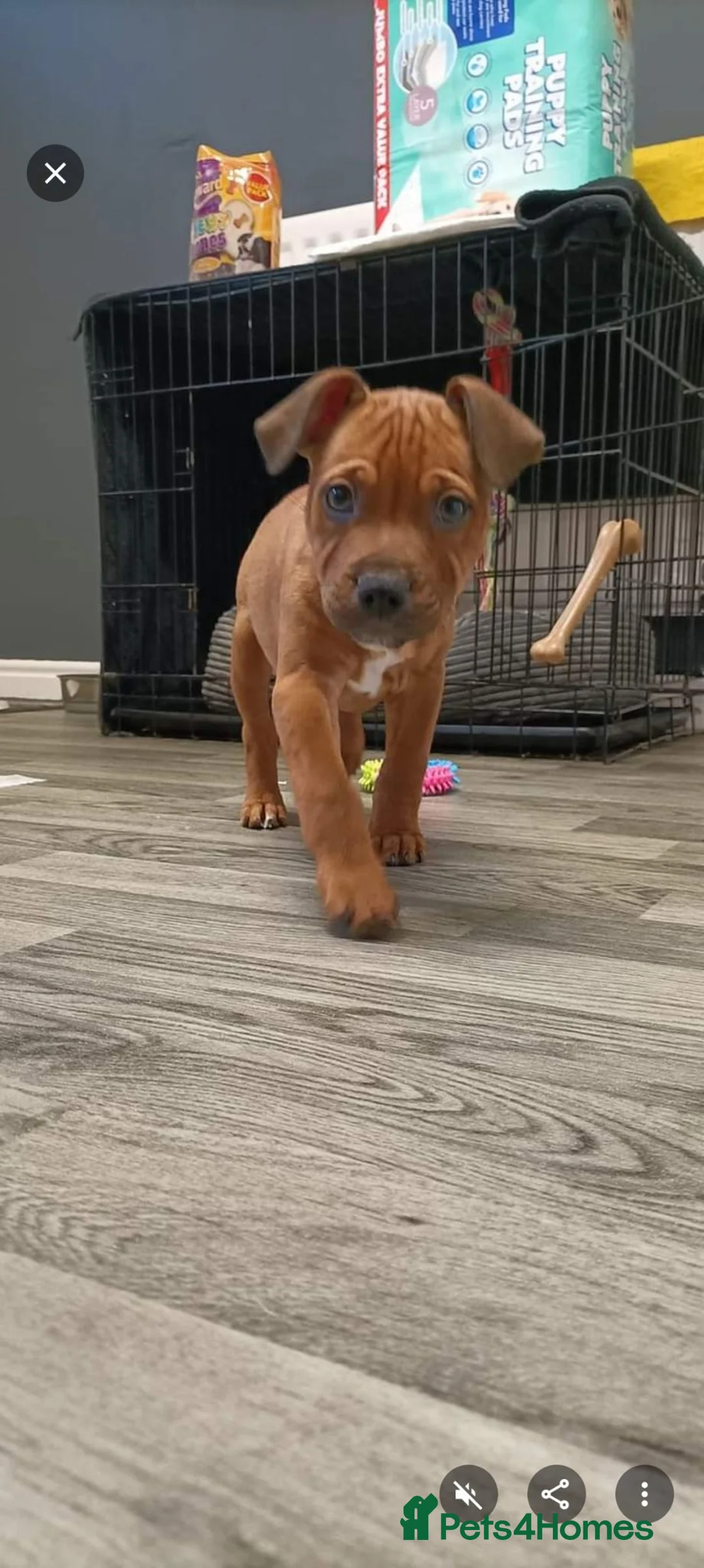 Staffordshire Bull Terrier dogs for stud: Gerry in North Shields - Advert 5