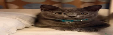 Bili 