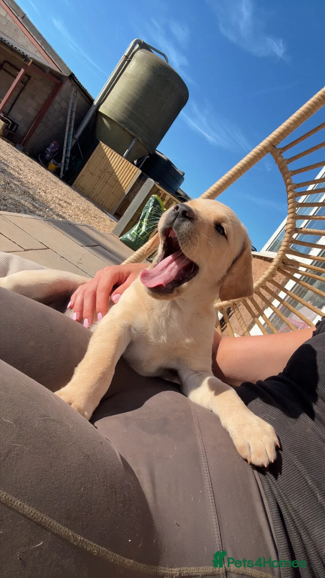 Golden Retriever dogs for sale: 2 gorgeous Labrador puppies  in Tiverton - Advert 2