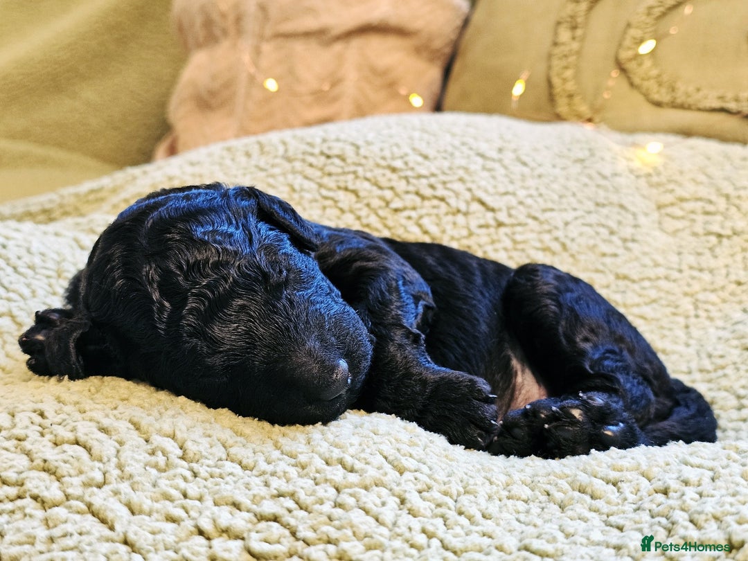 Goldendoodle dogs for sale: Exceptional Medium Goldendoodle pups for sale - Advert 17