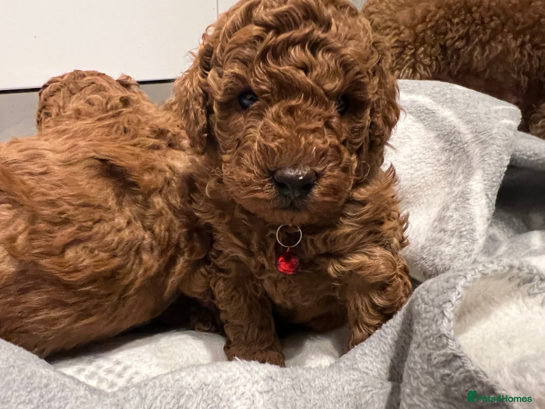 Toy Poodle dogs for sale: Adorable Deep Red Toy Poodle Puppies Available! 🐾 - Image 19