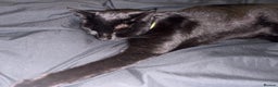 Domestic Shorthair cats for sale: Thor - black cat  - Advert 2