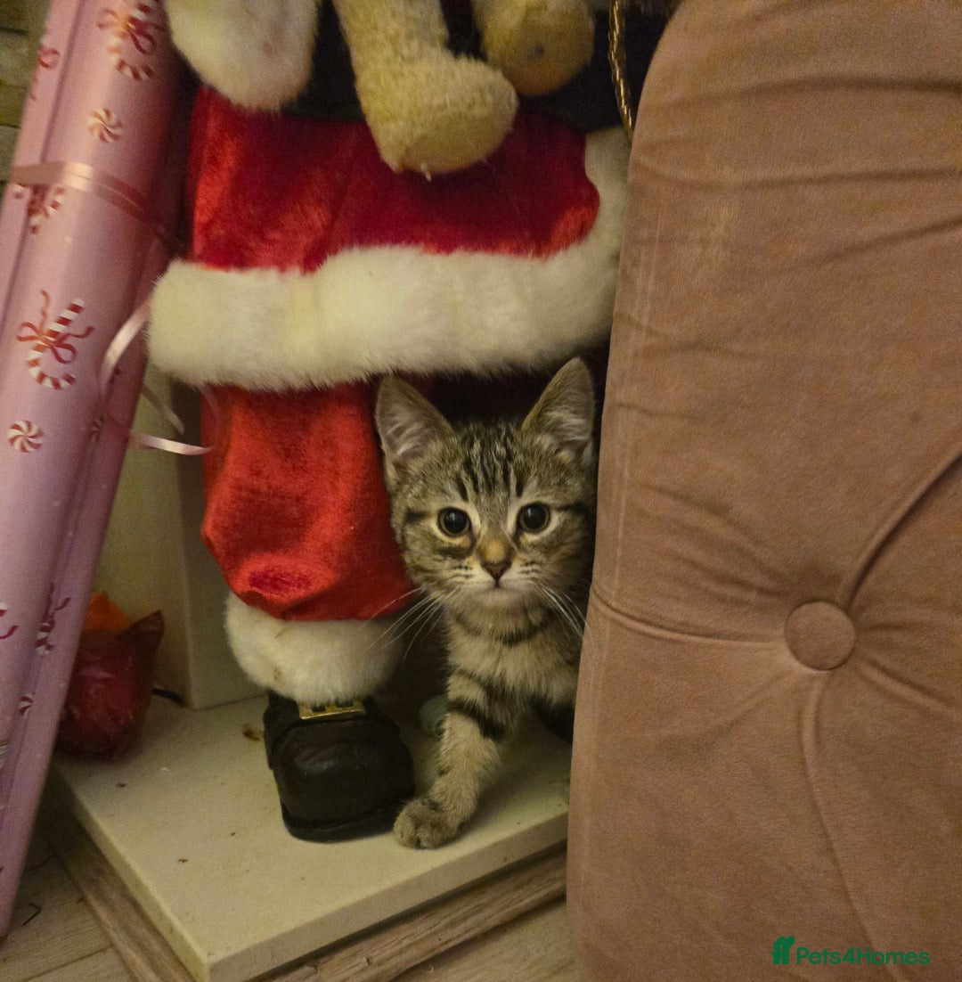 Ragdoll cats for sale: Radoll mix British short haired kittens - Advert 16