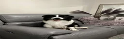 Border Collie dogs for sale: Stunning Champion line puppies  - Advert 28