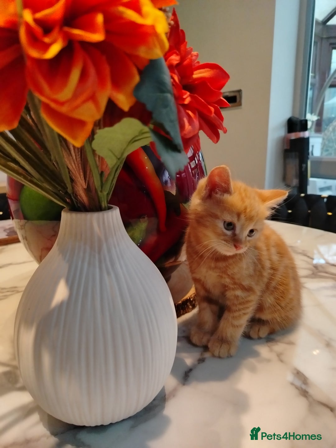 British Shorthair cats for sale: Cuddly Ginger Kitten Waiting for You 🐾 - Image 2