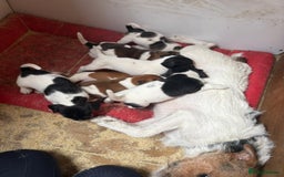 Jack Russell dogs for sale: Jack Russell puppies 5 boys left - Image 1