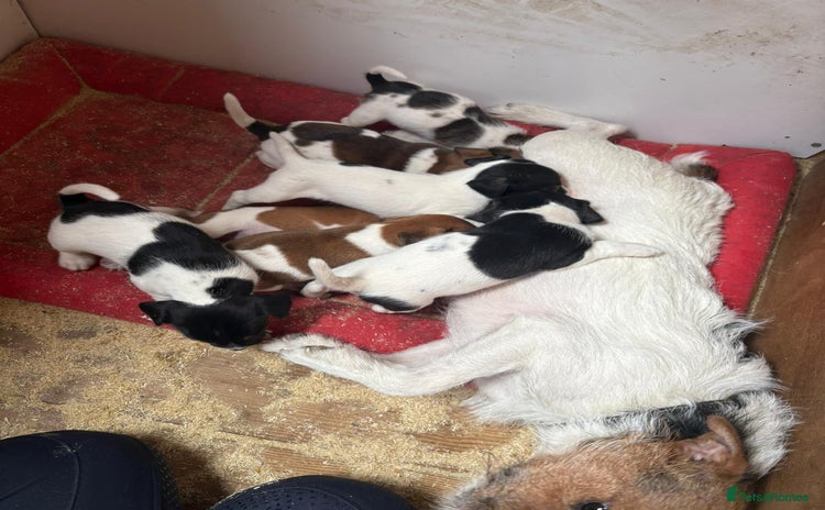 Jack Russell dogs - Advert 1