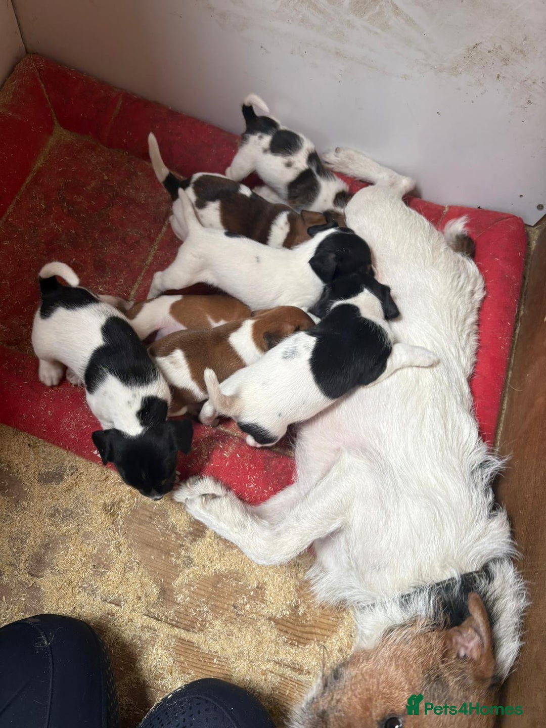 Jack Russell dogs for sale: Jack Russell puppies 5 boys left - Image 1