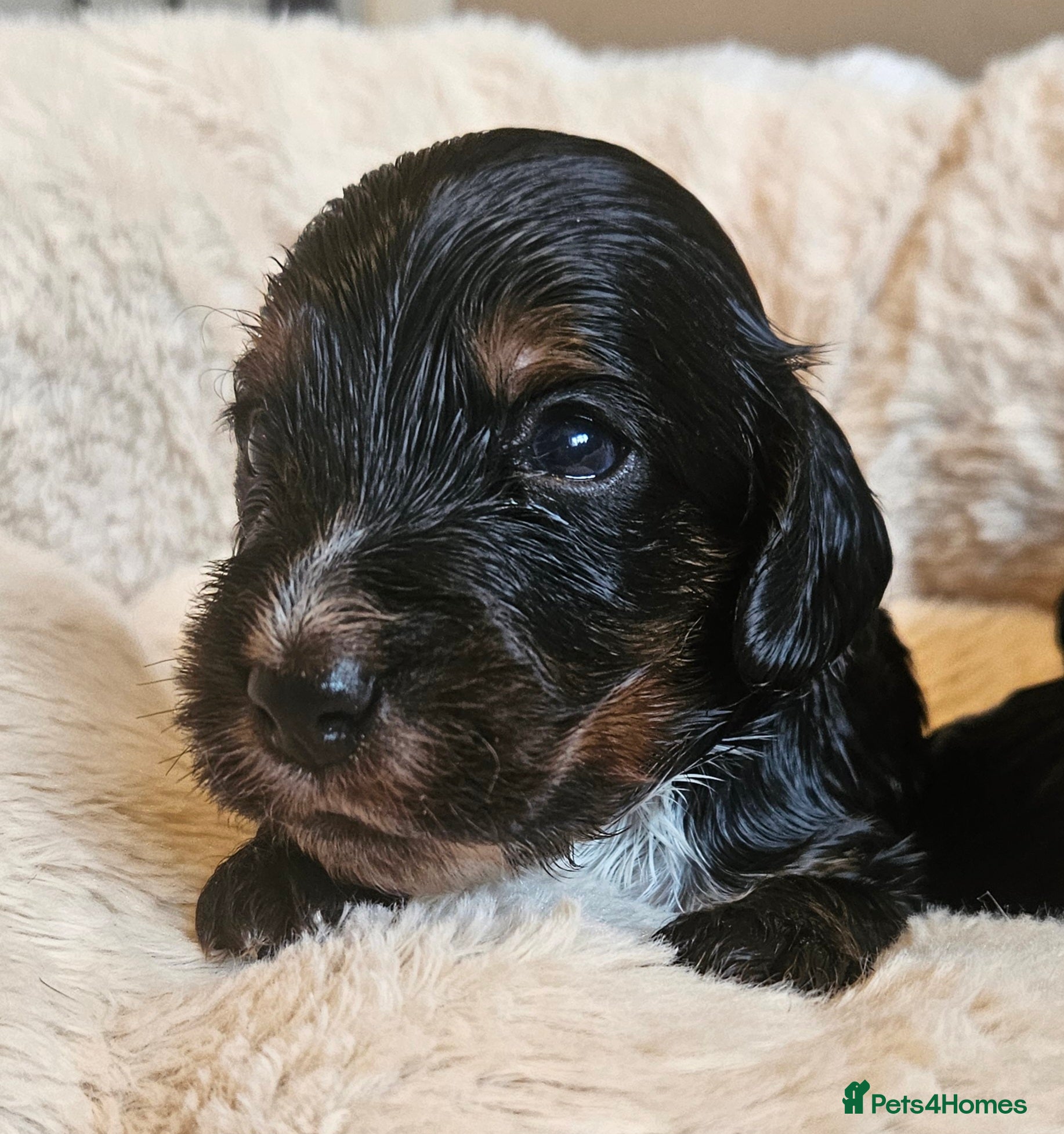 Cockapoo dogs Licensed insured breeder! Show cockapoo boys only  - Advert 2