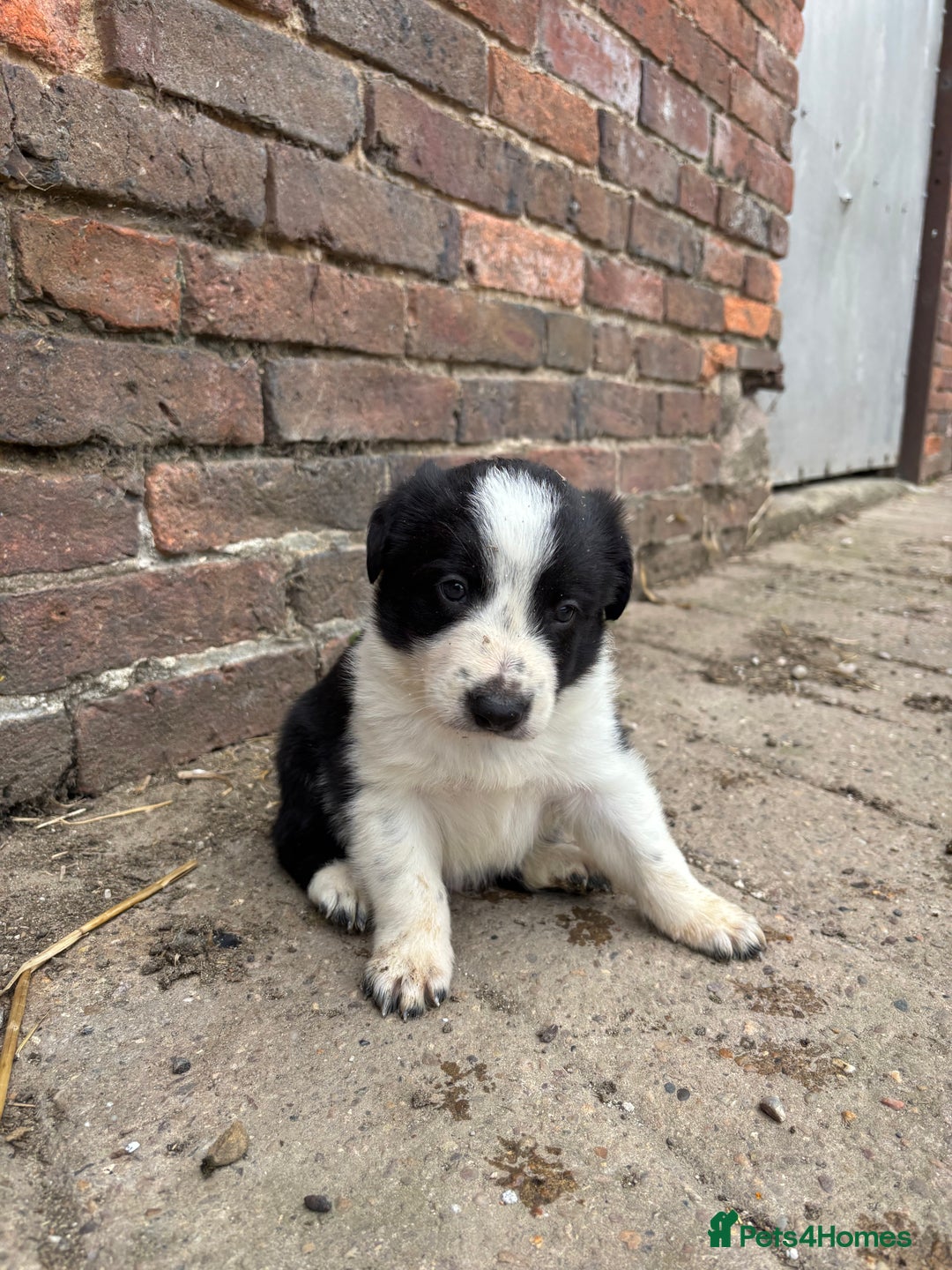 Border Collie dogs for sale: 2 dog pups for sale  - Image 4