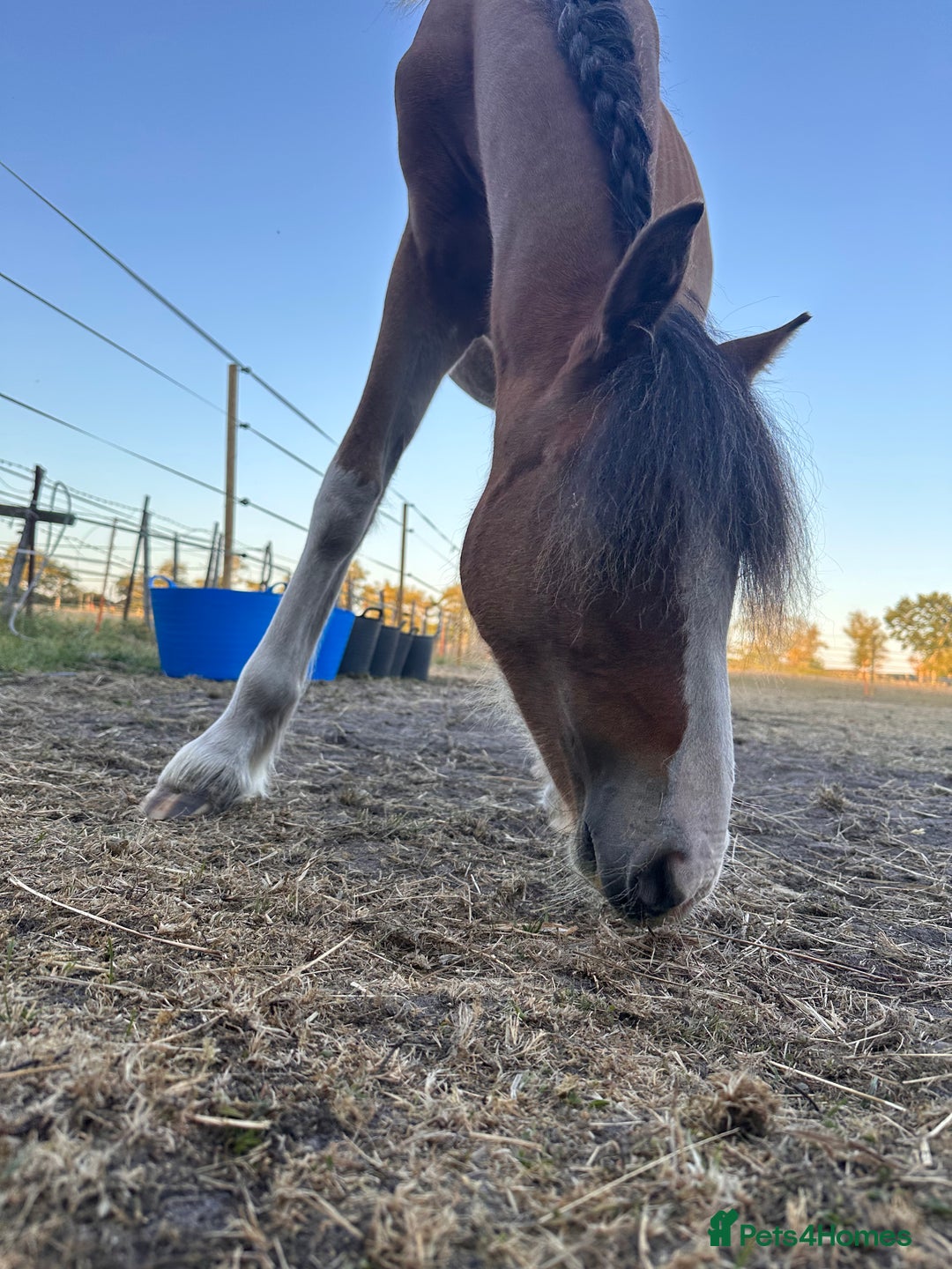 Irish Cob horses for sale: Buddy - Image 13