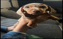 Miniature Dachshund dogs for sale: Miniature Dachshunds  - Image 9