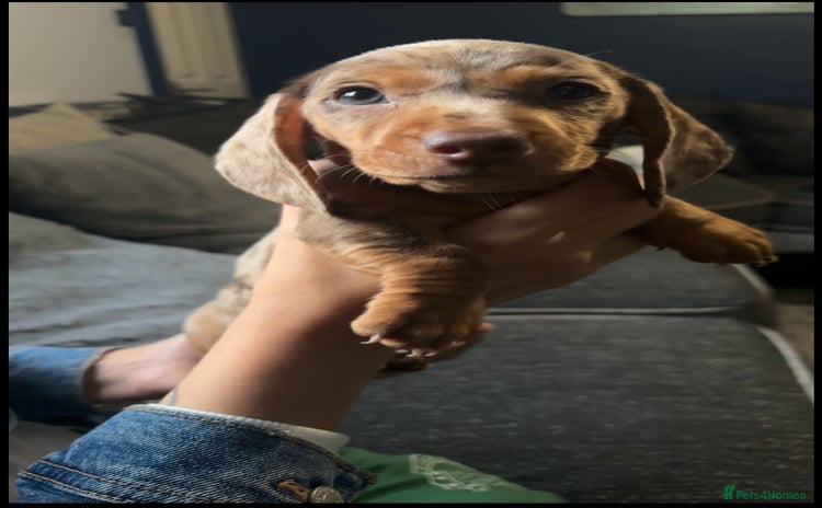 Miniature Dachshund dogs - Advert 15