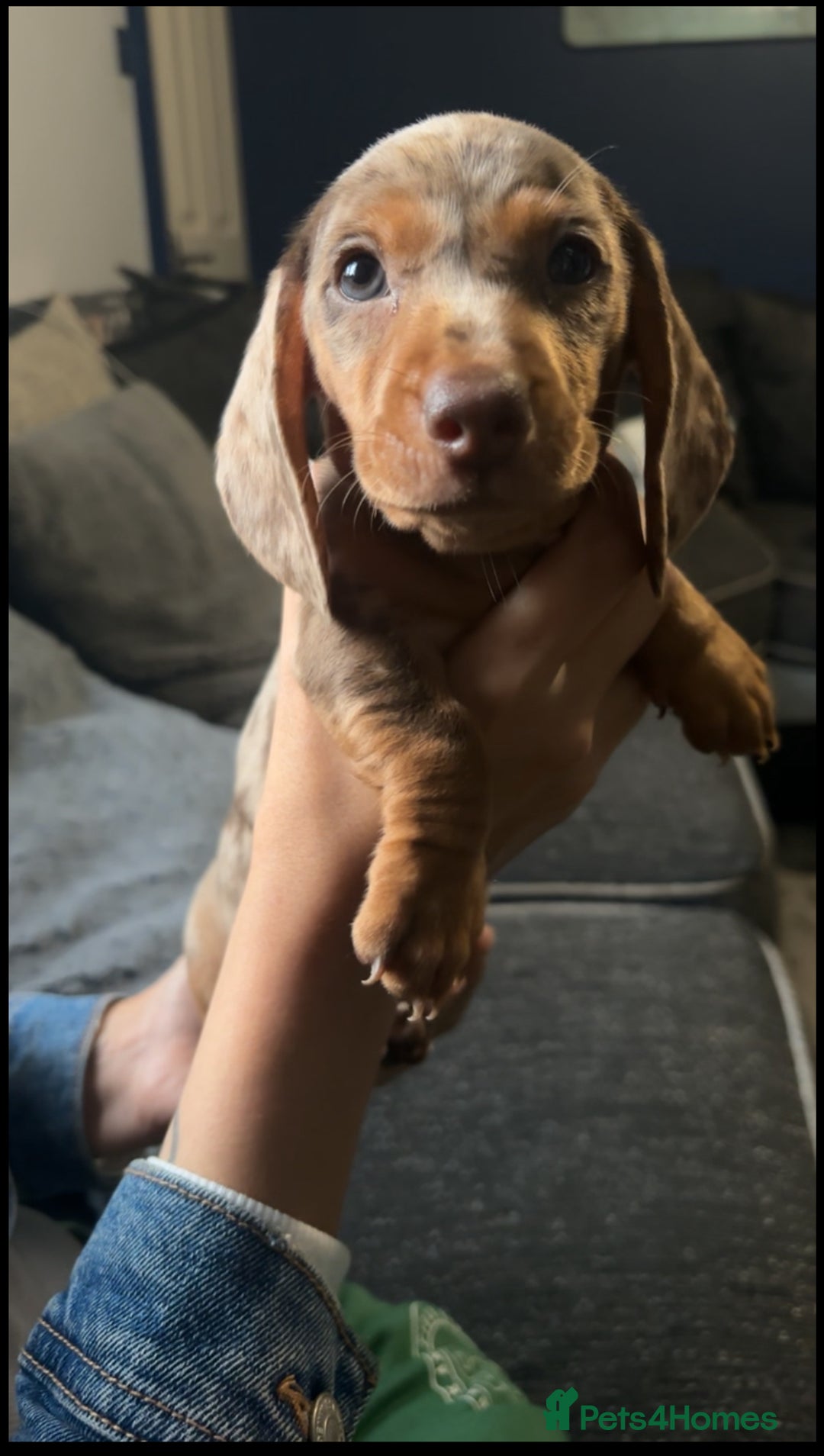 Miniature Dachshund dogs for sale: Miniature Dachshunds  - Image 9