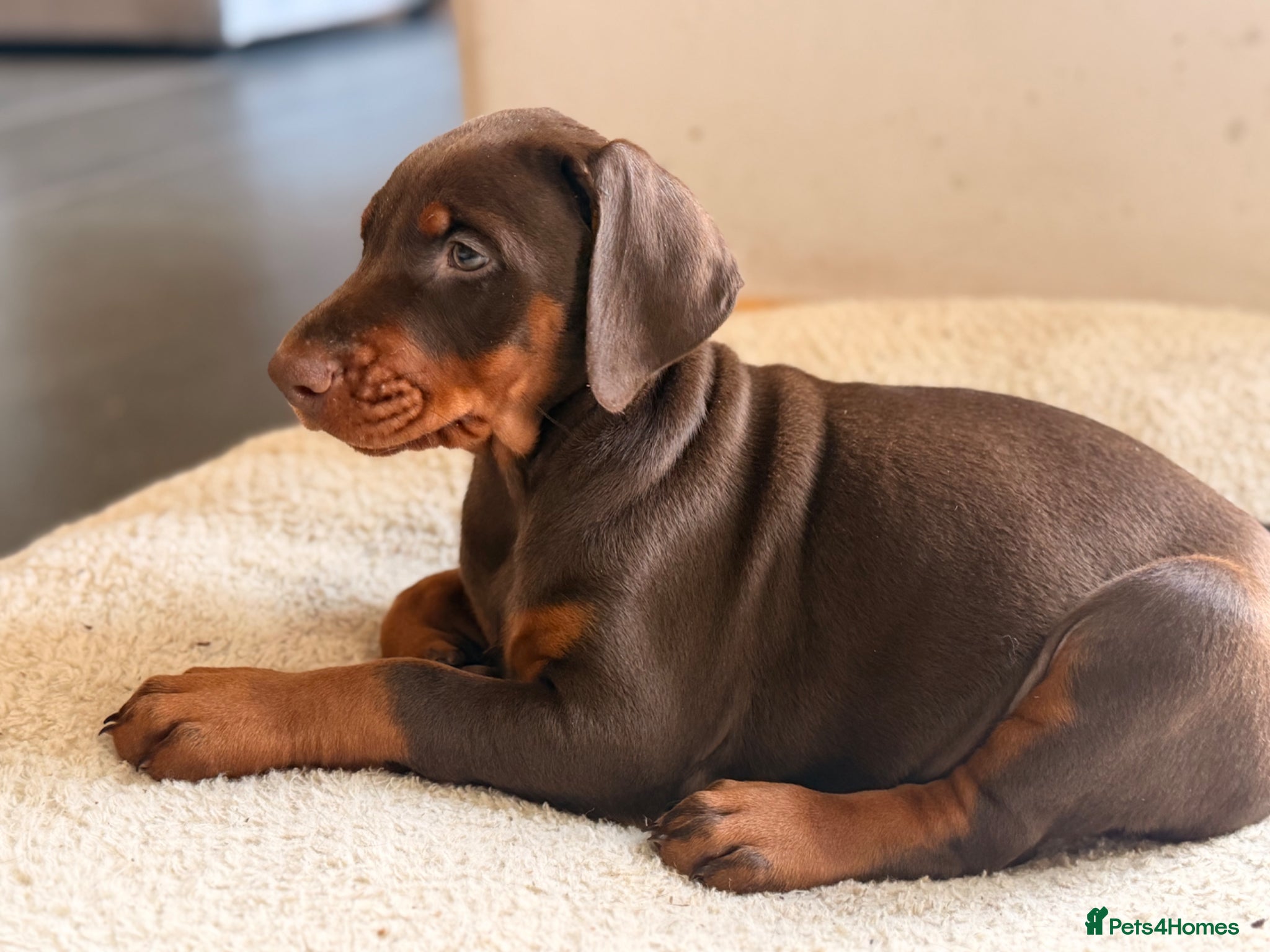 Dobermann dogs Doberman champion lines and health tested  - Advert 12