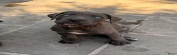 Cane Corso dogs for sale: X-Man Bloodline, Pedigree Cane Corso Puppies - Advert 23