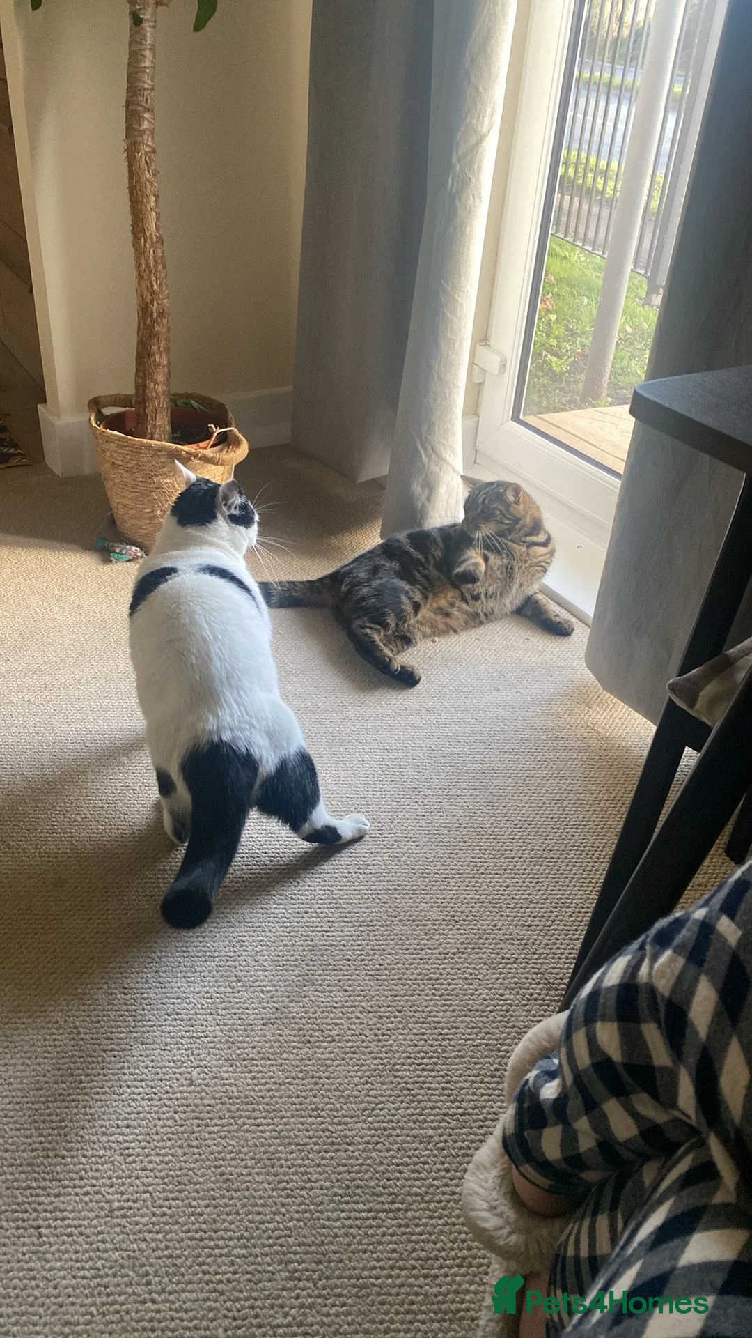 Mixed Breed cats for sale: 🐾 Looking for a Loving Home - Spoty & Oscar 🐾 - Advert 1