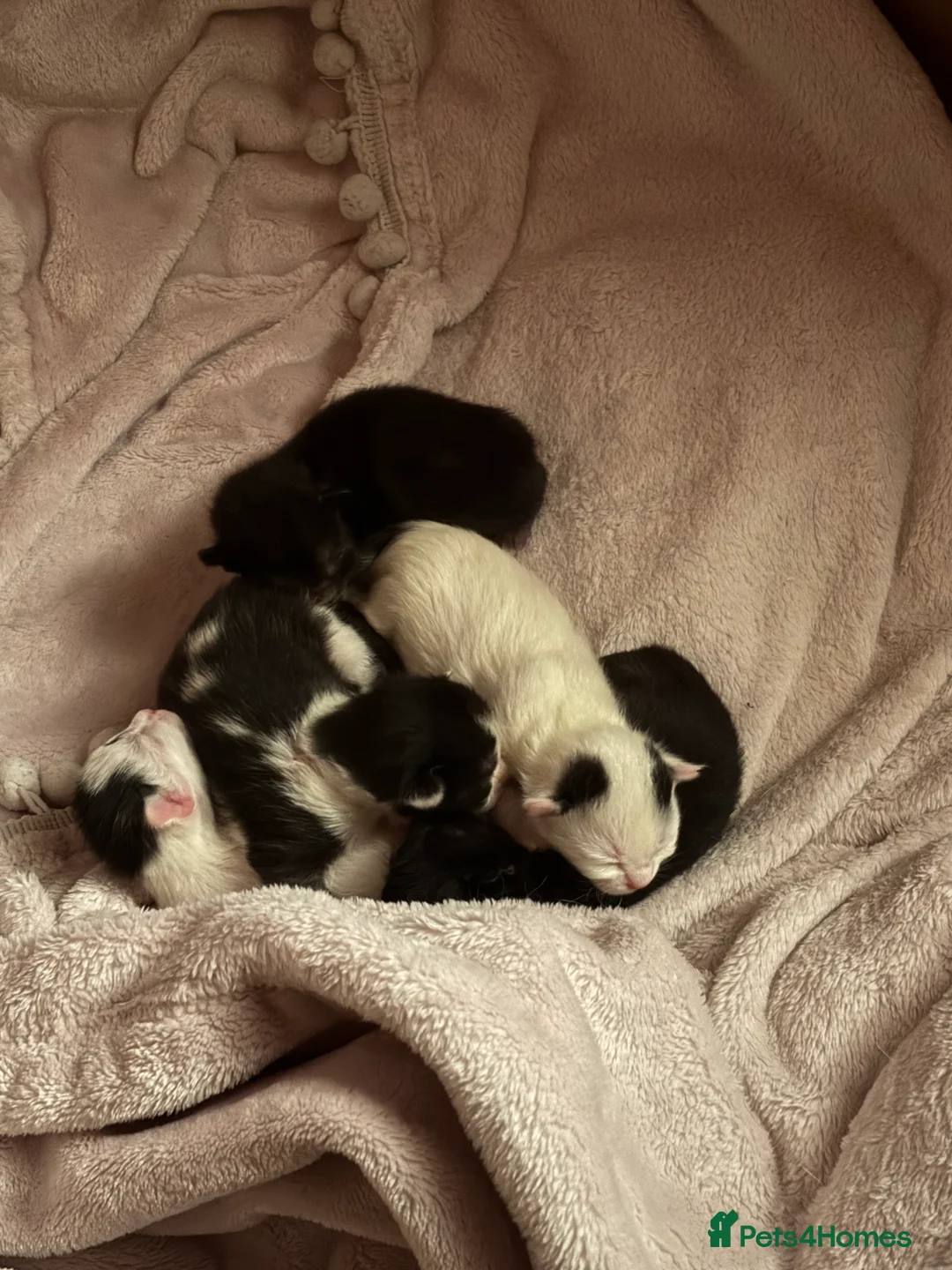Mixed Breed cats for sale: My gorgeous girl Luna and her babies  in Chatham - Advert 8