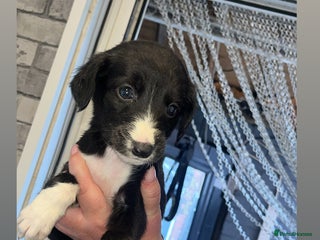 Saluki dogs Sulki / collie - Advert 4