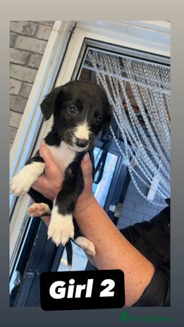 Saluki dogs Sulki / collie - Advert 4