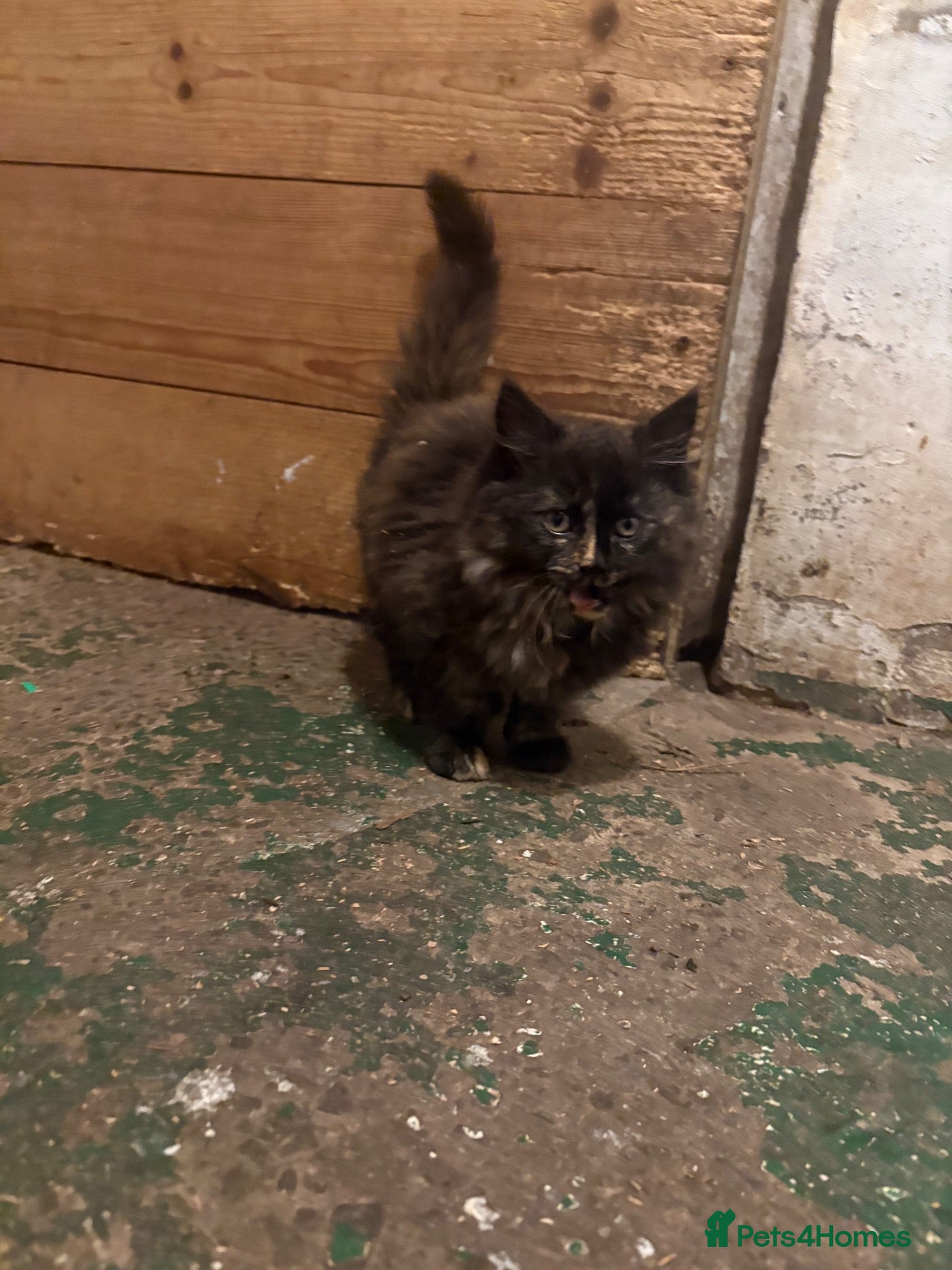 Mixed Breed cats for sale: 2 kittens looking for forever home - Advert 3