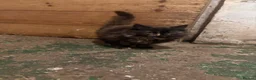 Mixed Breed cats for sale: 2 kittens looking for forever home - Advert 1