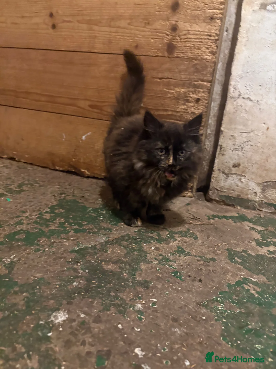 Mixed Breed cats for sale: 2 kittens looking for forever home - Advert 1
