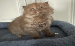 British Shorthair cats for sale: Chunky Red and White British Shorthair TICA - Image 23