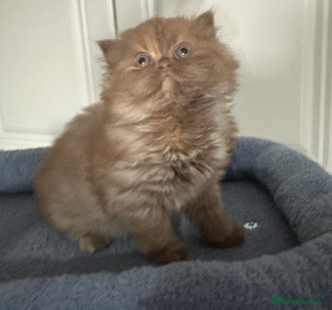 British Shorthair cats for sale: Chunky Red and White British Shorthair TICA - Image 23