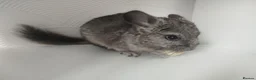 Chinchilla rodents for sale: Gorgeous chinchilla for sale - Advert 3