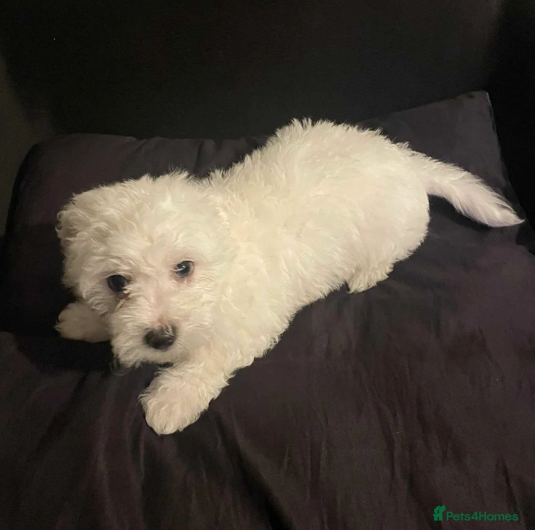 Maltese dogs for sale: Purebred Maltese Puppies Ready Now - Advert 7