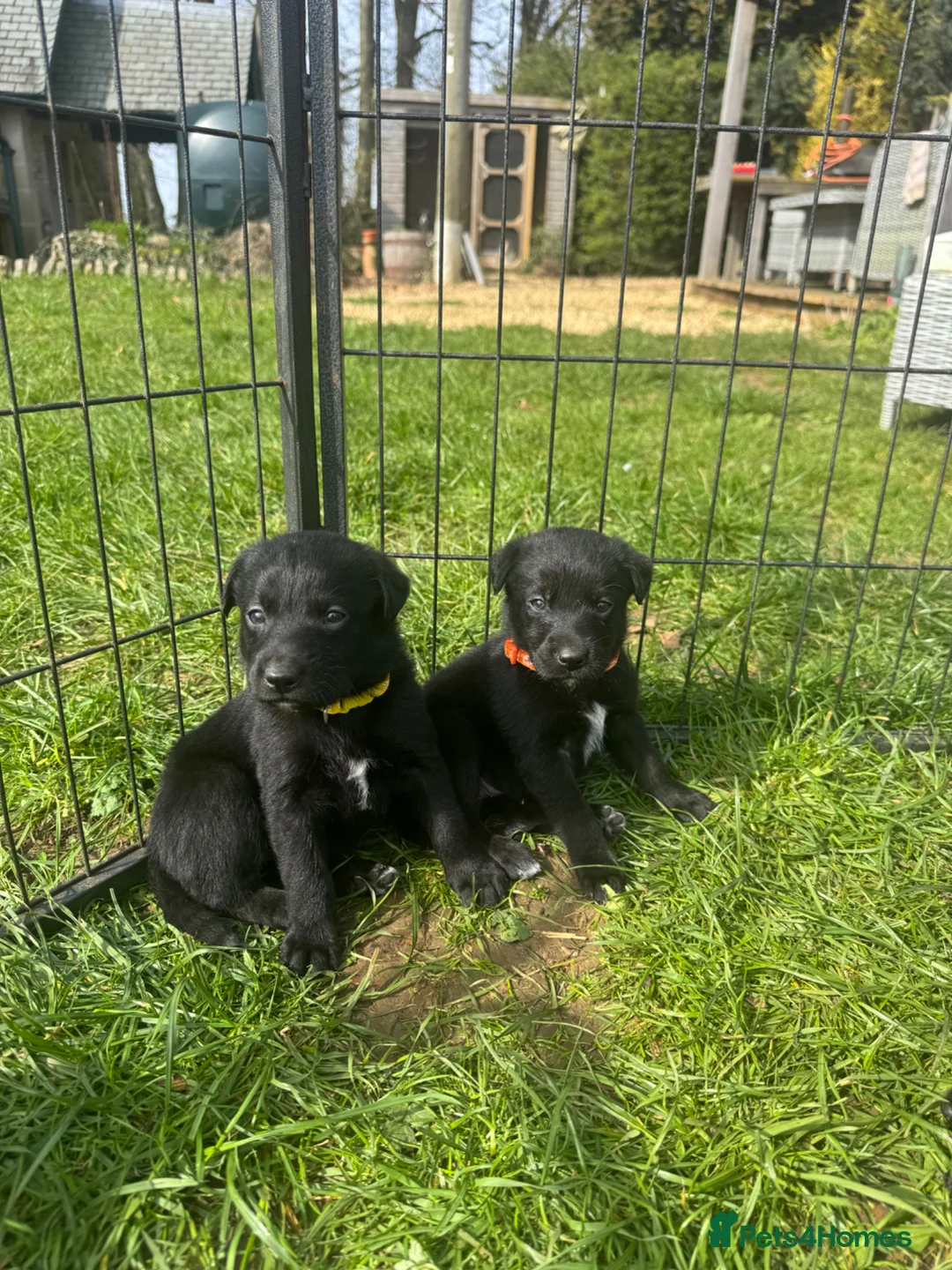 Borador dogs for sale: Beautiful Collie Cross Labrador Puppies  - Advert 2