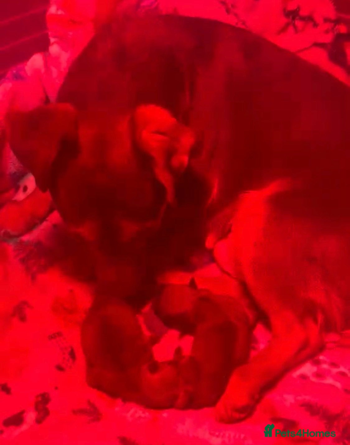 Norfolk Terrier dogs Awaiting beautiful norjacks  - Advert 2