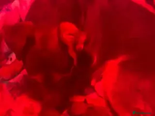 Norfolk Terrier dogs Awaiting beautiful norjacks - Advert 2