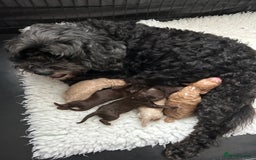 Cockapoo dogs for sale: Stunning Cockapoo puppies ready in a week  - Image 8