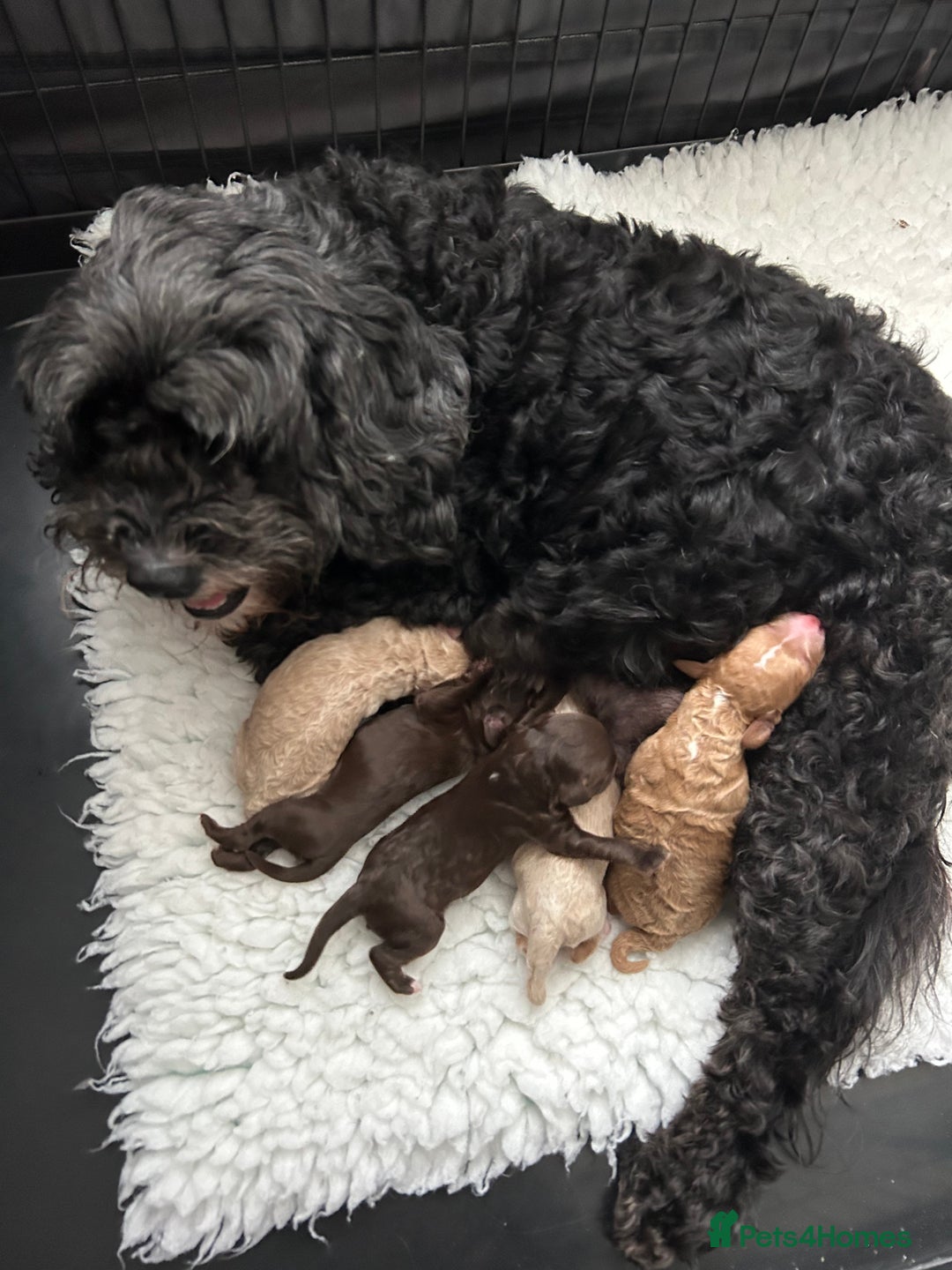 Cockapoo dogs for sale: Stunning Cockapoo puppies ready in a week  - Image 8