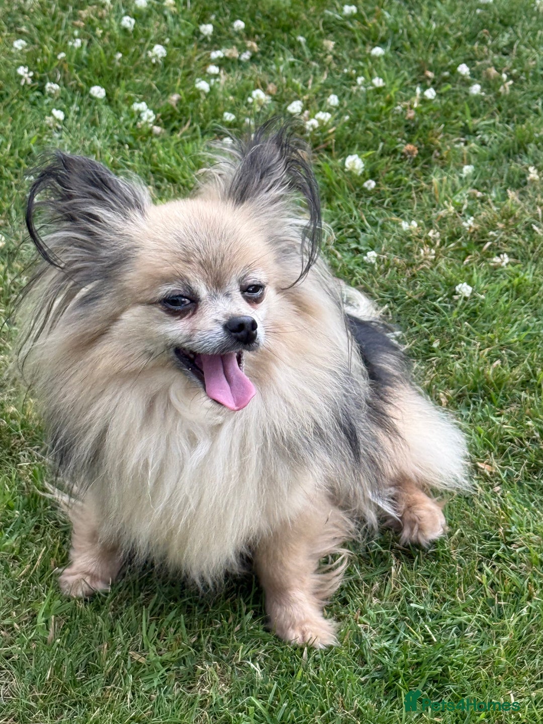 Pomchi dogs for sale: Beautiful fluff ball  - Advert 1