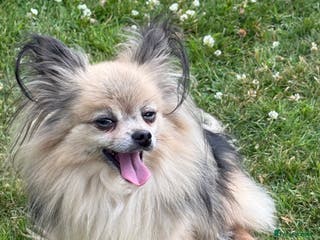 Pomchi dogs Beautiful fluff ball - Advert 3