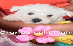 West Highland Terrier dogs for sale: Westie Boy pups available ⭐️⭐️⭐️ - Image 3