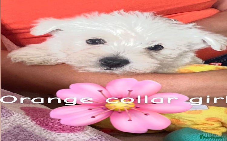 West Highland Terrier dogs - Advert 2